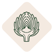 کنگر فرنگی