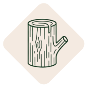 ساقه نارون